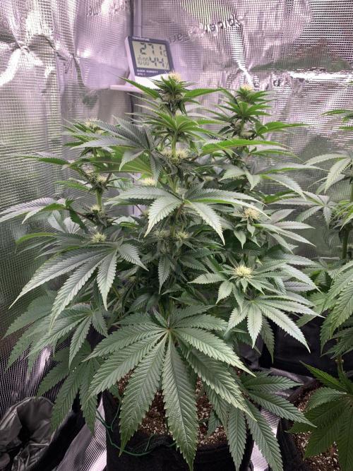 Special Queen 1 2026. Week 9