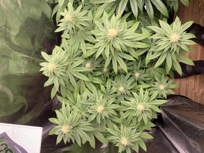 Special Queen #1. Week 10