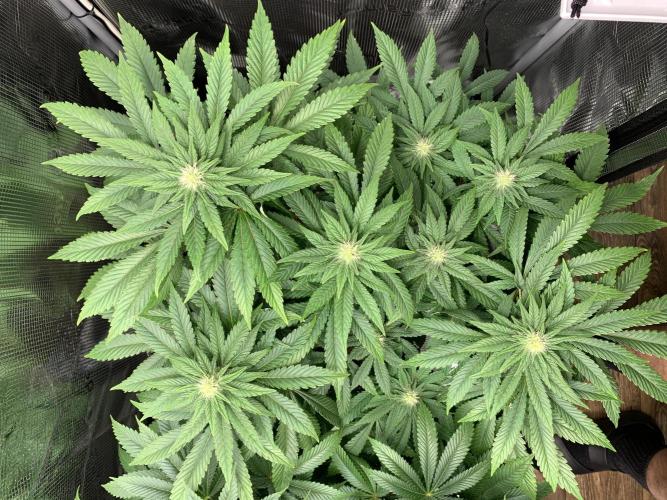 Special Queen #1. Week 10