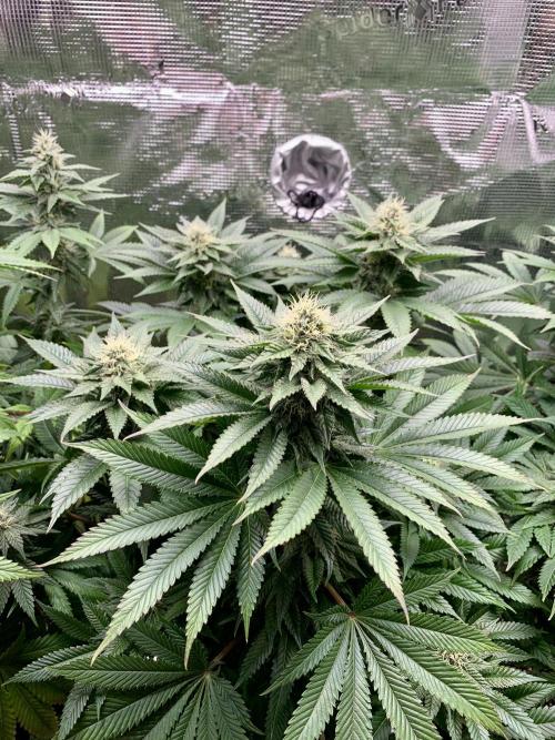 Special Queen 1 2026. Week 11
