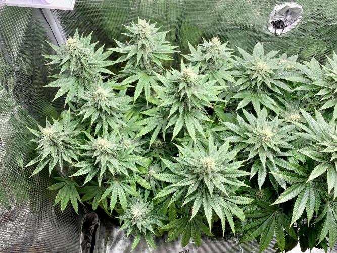 Special Queen 1 2026. Week 11