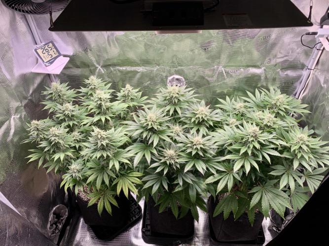 Special Queen 1 2026. Week 11