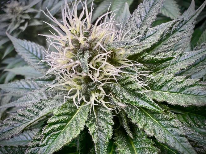 Special Queen 1 2026. Week 11