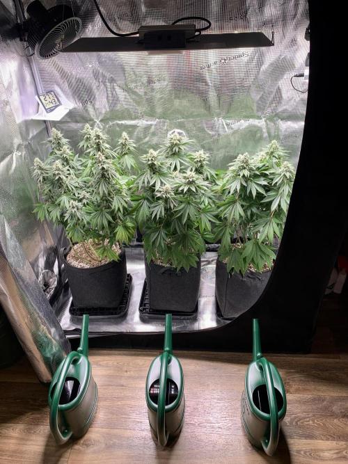 Special Queen 1 2026. Week 12