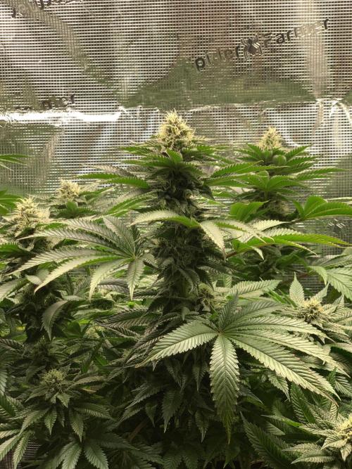 Special Queen 1 2026. Week 12
