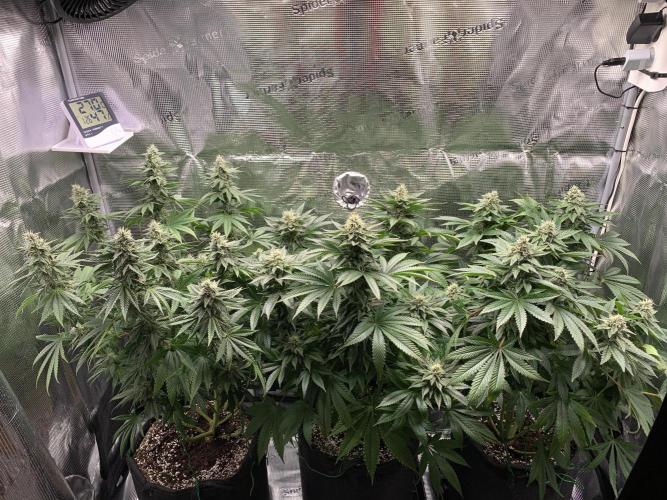 Special Queen 1 2026. Week 12