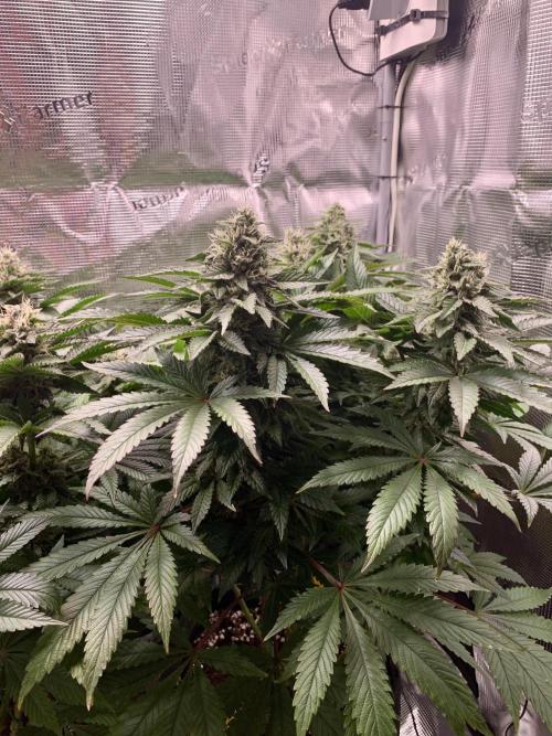 Special Queen 1 2026. Week 13