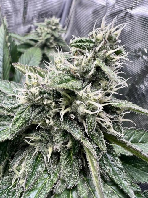Special Queen 1 2026. Week 13