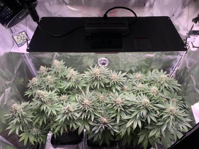 Special Queen 1 2026. Week 13