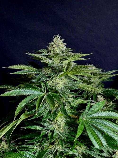 Special Queen #1. Week 13