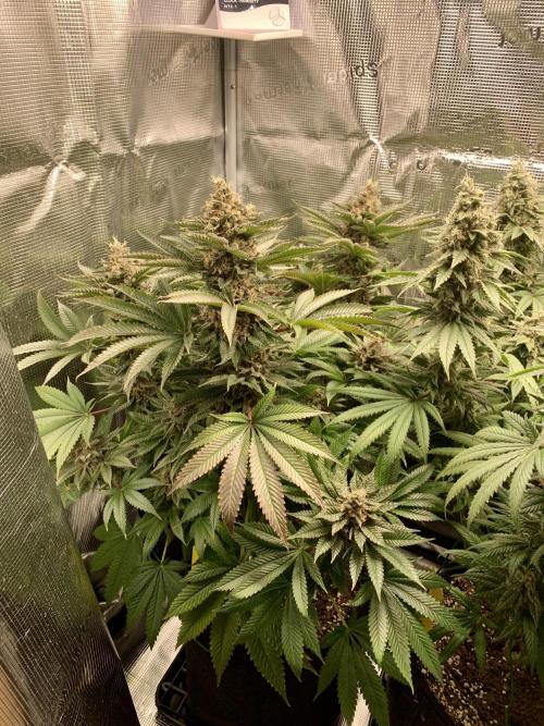 Special Queen 1 2026. Week 14