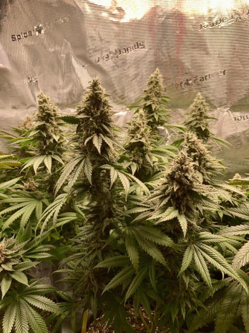 Special Queen 1 2026. Week 14