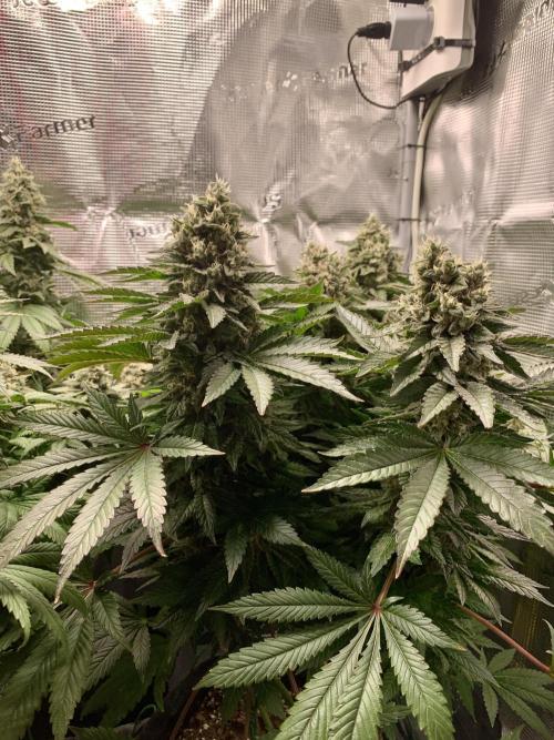 Special Queen 1 2026. Week 14