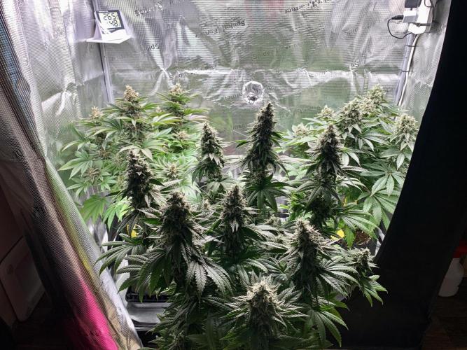 Special Queen 1 2026. Week 14