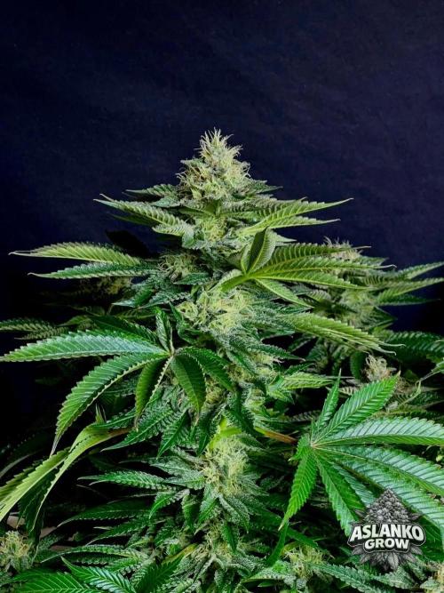 Special Queen 1 2026. Week 13