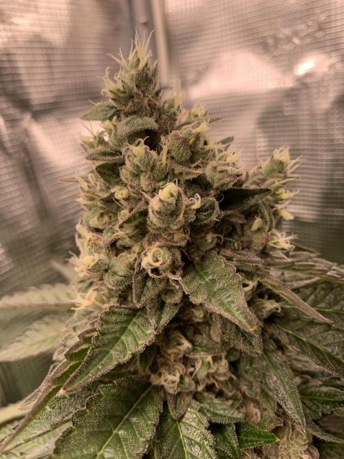 Special Queen 1 2026. Week 14