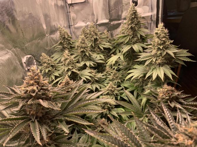 Special Queen 1 2026. Week 14