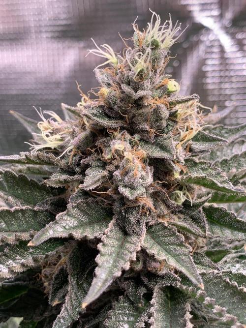 Special Queen 1 2026. Week 14