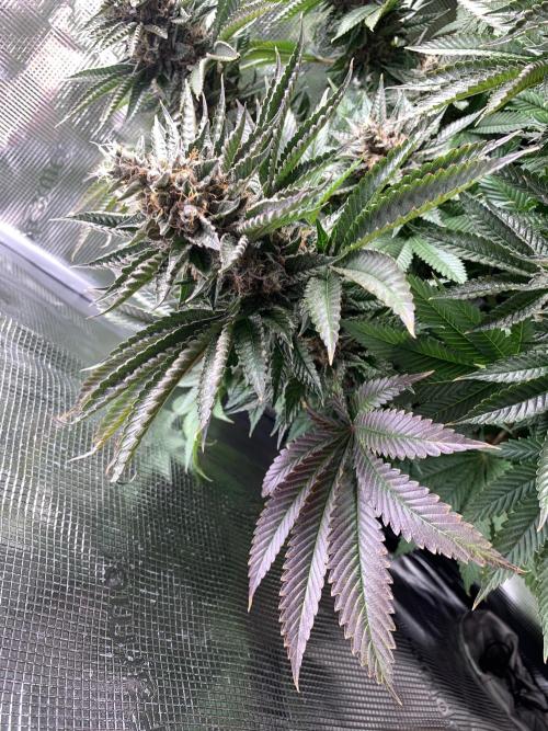 Special Queen 1 2026. Week 14
