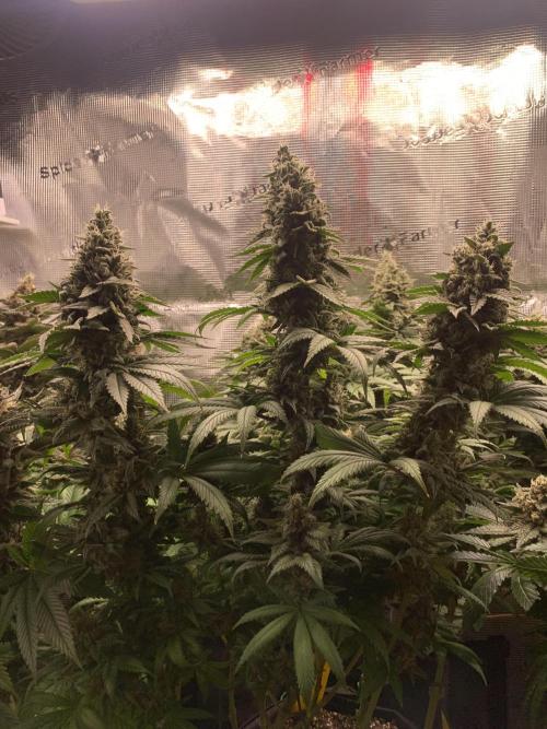 Special Queen 1 2026. Week 14
