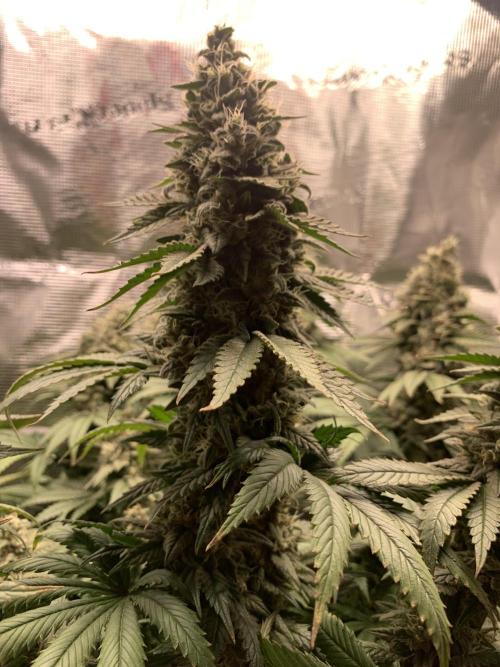 Special Queen 1 2026. Week 14