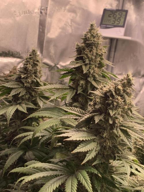 Special Queen 1 2026. Week 14