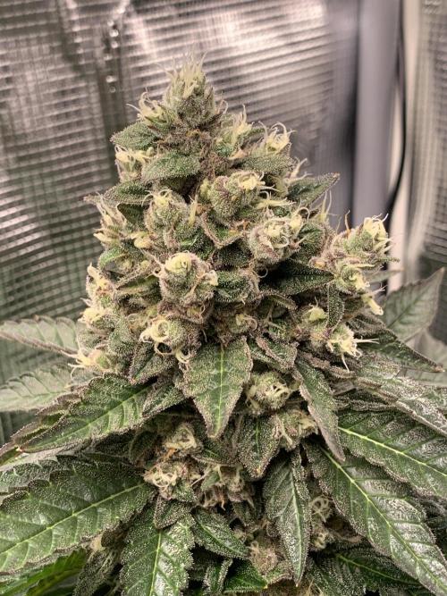 Special Queen 1 2026. Week 14