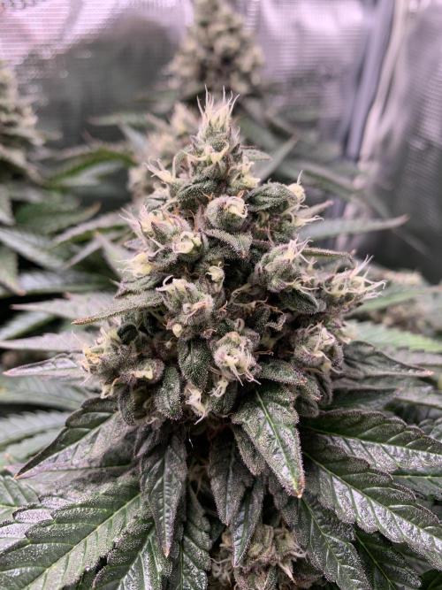 Special Queen 1 2026. Week 14