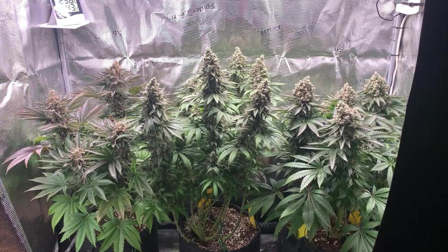 Special Queen 1 2026
