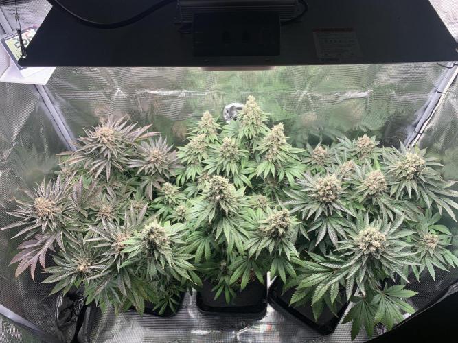 Special Queen 1 2026. Week 15