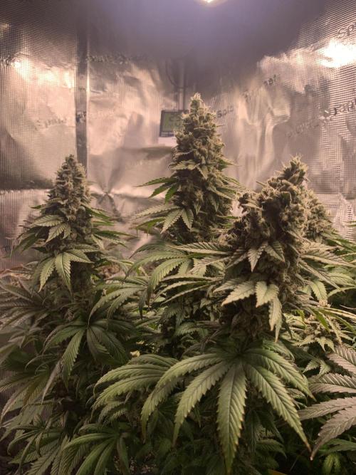 Special Queen 1 2026. Week 15