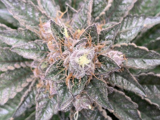Special Queen 1 2026. Week 15