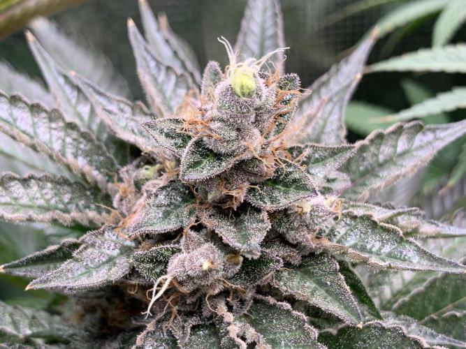 Special Queen 1 2026. Week 15