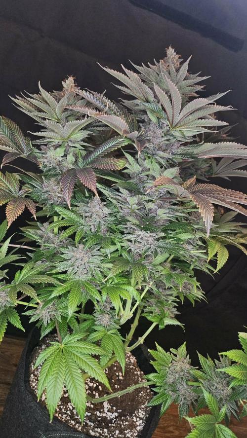 Special Queen #1. Week 16