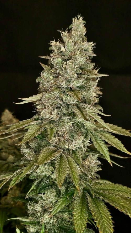 Special Queen 1 2026. Week 16