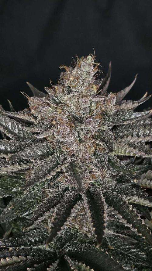Special Queen 1 2026. Week 16