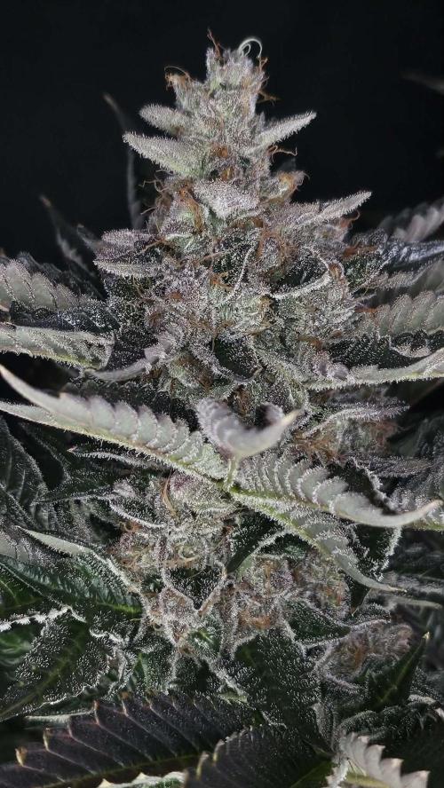 Special Queen 1 2026. Week 16