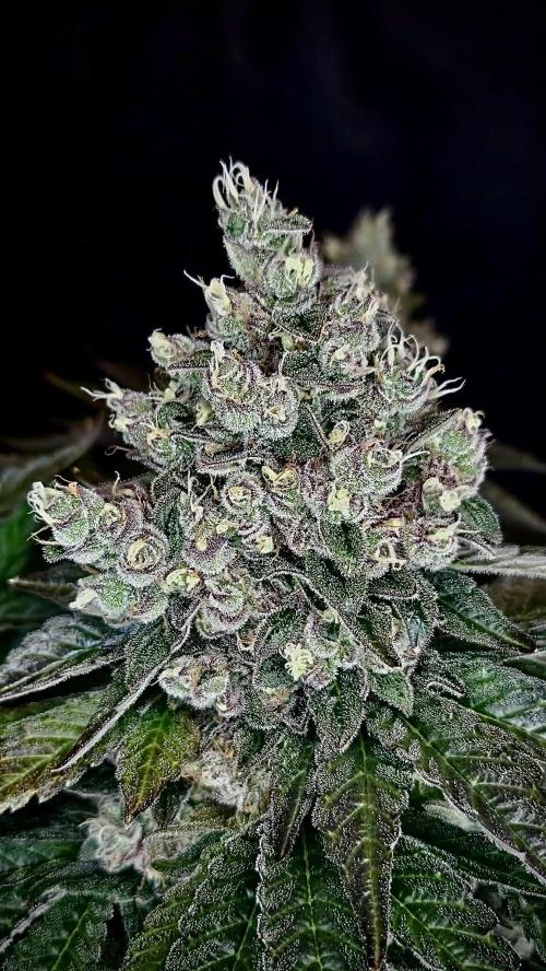 Special Queen 1 2026. Week 16