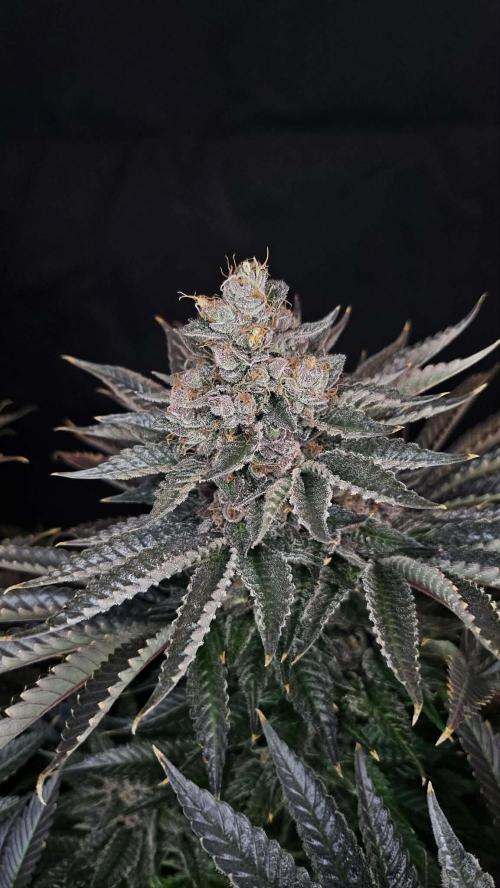 Special Queen 1 2026. Week 16