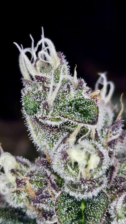 Special Queen 1 2026. Week 16