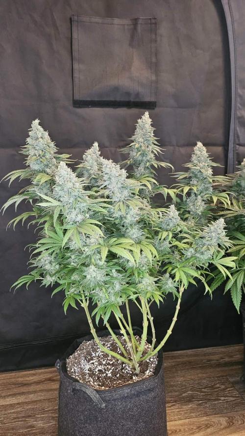 Special Queen 1 2026. Week 16