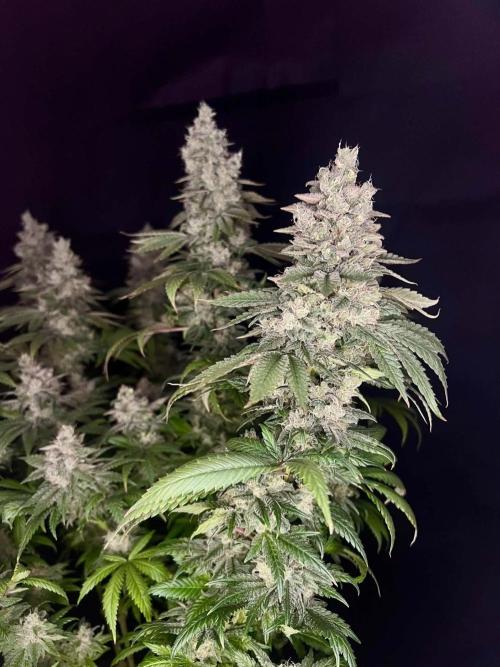 Special Queen 1 2026. Week 16