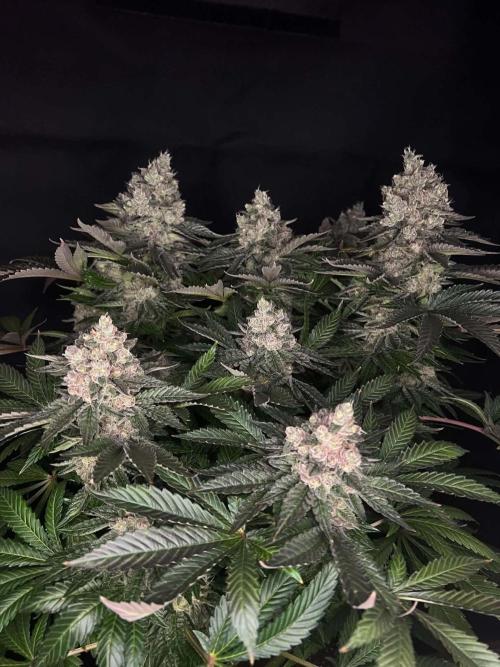 Special Queen 1 2026. Week 16