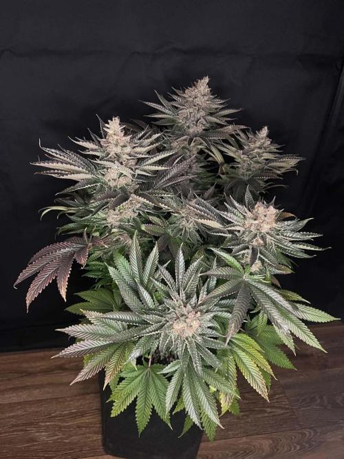 Special Queen 1 2026. Week 16