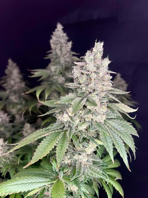Special Queen 1 2026. Week 16
