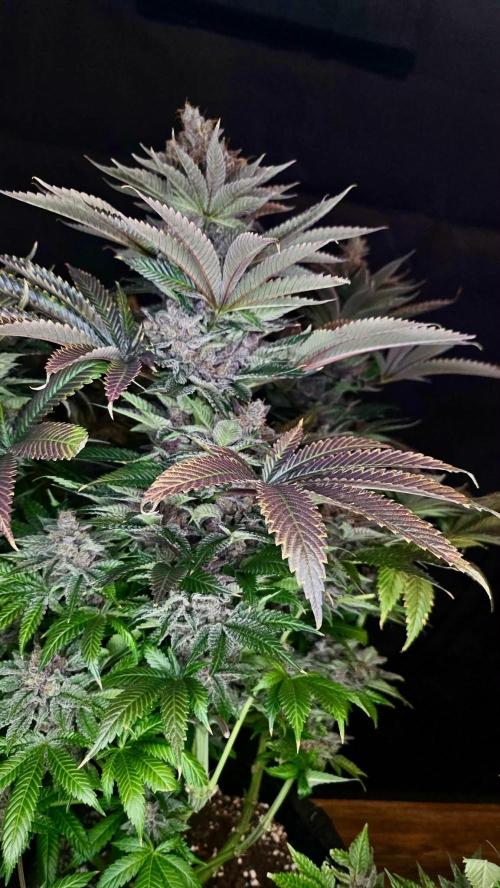 Special Queen 1 2026. Week 16