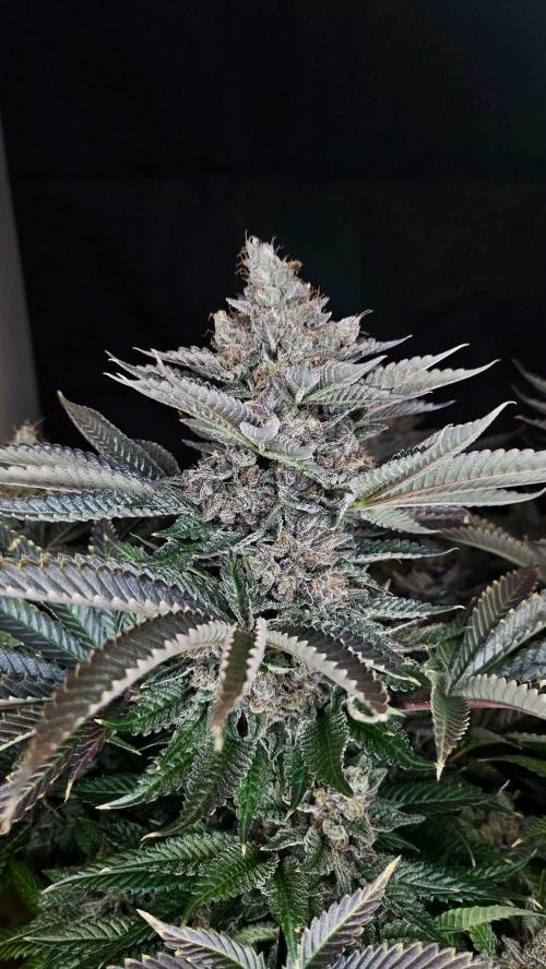 Special Queen 1 2026. Week 16