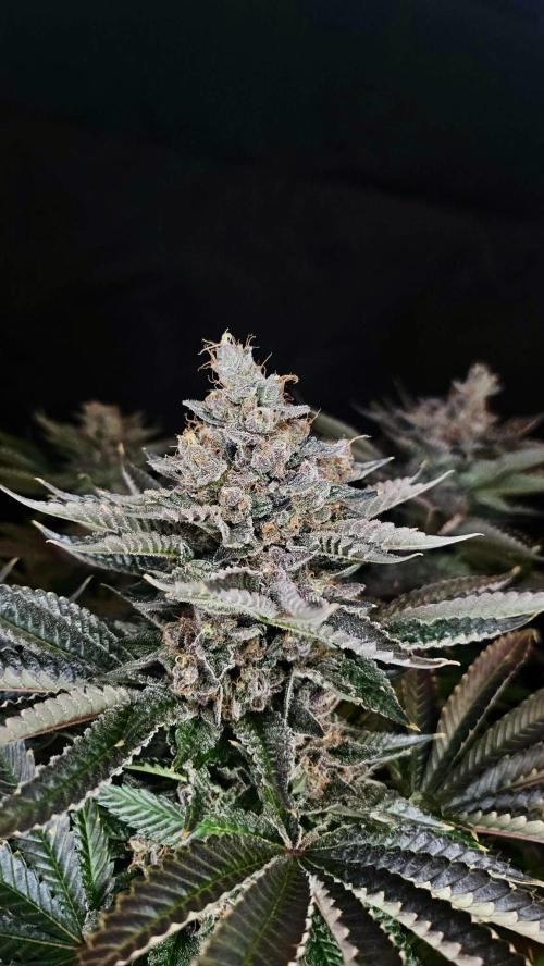Special Queen 1 2026. Week 16