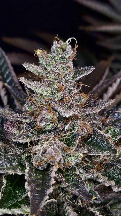 Special Queen 1 2026. Week 16