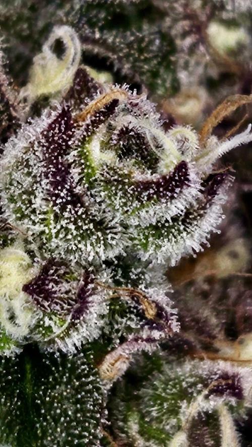 Special Queen 1 2026. Week 16